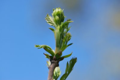 Xanthoceras sorbifolium - žlutoroh jeřábolistý - jarní pučení (2)